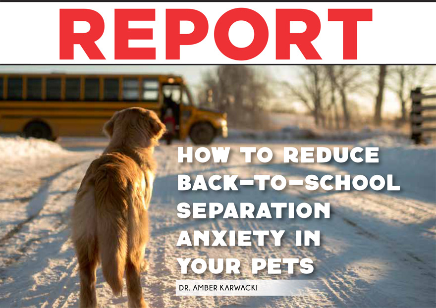 How to reduce back-to-school separation anxiety in your pets | Animal ...
