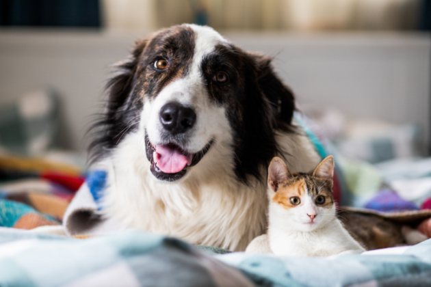Image showcasing Ashwagandha: how it can benefit your dog or cat | Animal Wellness Magazine