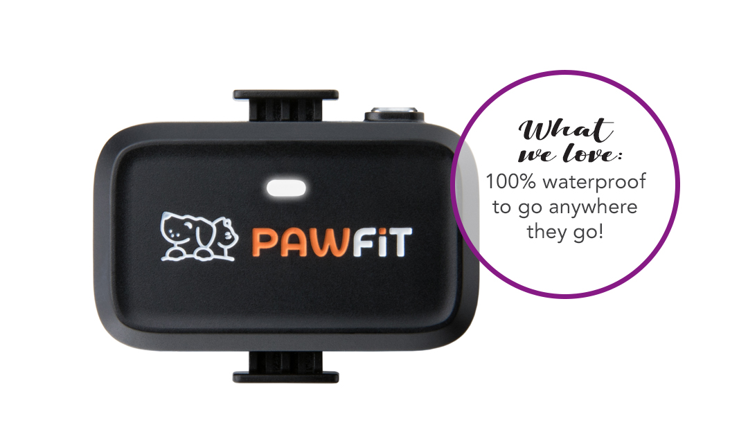 Pawfit