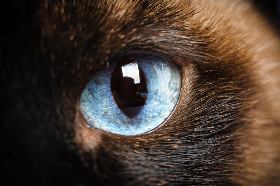 Eye injuries in cats: causes, symptoms and treatment