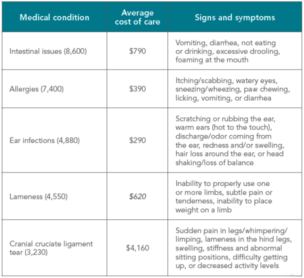 What are the most common health issues in dogs? | Animal Wellness Magazine