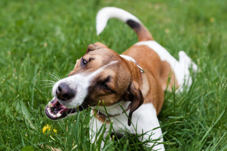 Curated visual reference: Picture Idea: Why Does My Dog Eat Grass And Weeds