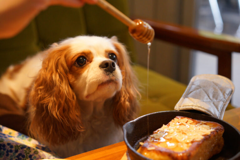 Picture of How Manuka Honey Helps Heal Wounds in Dogs | Animal Wellness Magazine