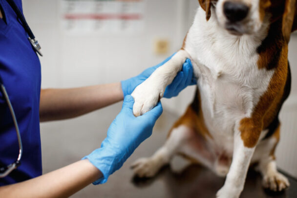 Tendon and ligament damage – diagnosis and treatment options for dogs ...