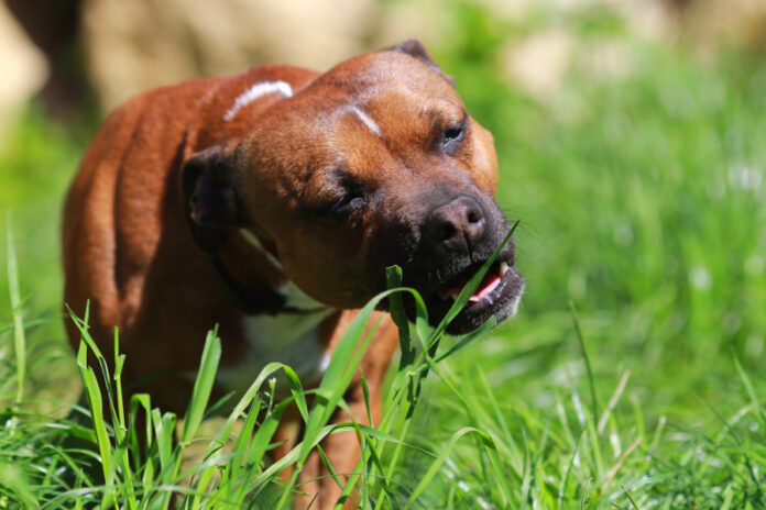 Image result for Why Do Dogs Eat Grass? | Animal Wellness Magazine
