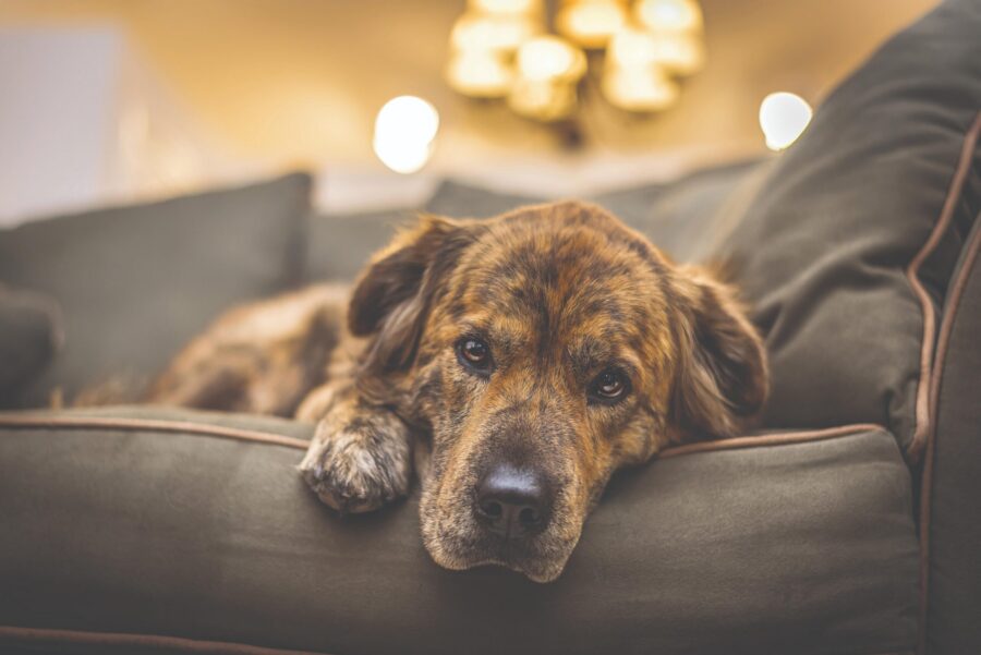 Death and Dying: Navigating Pet Loss with Animal Communication | Animal Wellness Magazine